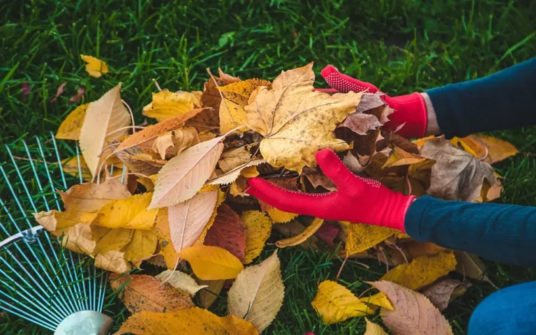 a person holding a pile of leaves