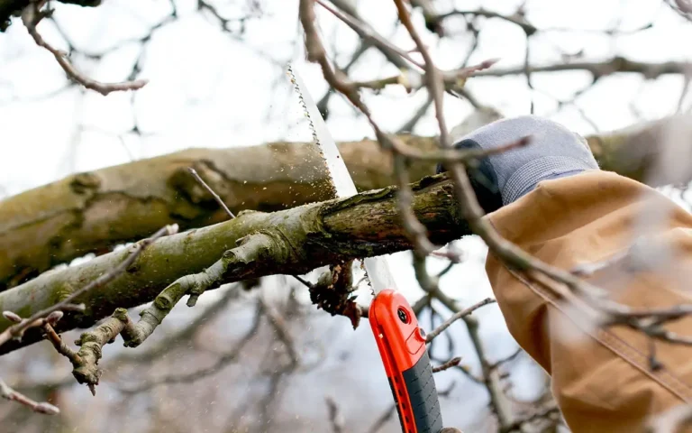a person cutting a tree branch with a saw