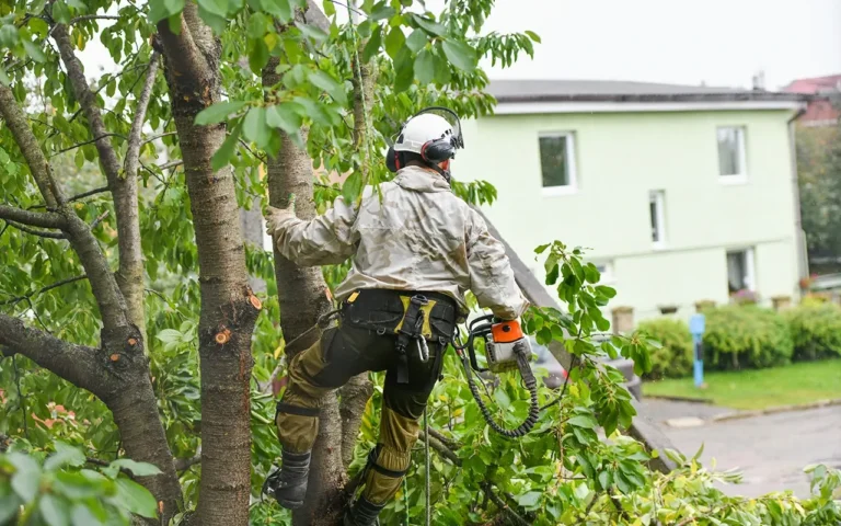 a man climbing a tree with a chainsaw