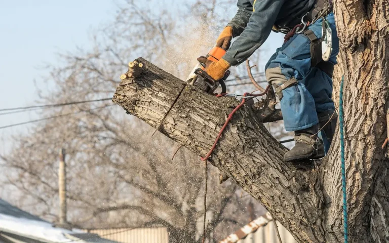 a man cutting a tree with a chainsaw