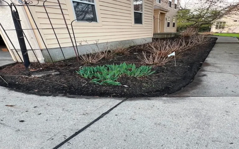 A tidy garden bed with green tulip plants and dormant bushes, bordered by a concrete sidewalk next to a beige house, captured as part of a Spring CleanUp in Ohio.